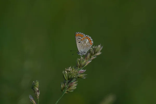 Doğadaki Bir Bitkinin Üzerindeki Yaygın Mavi Kelebek Yeşil Doğal Arka — Stok fotoğraf
