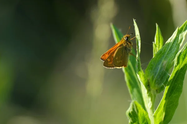 Zbliżenie Dużego Kapitana Motyla Naturze Spoczywa Liściu Pomarańczowa Ćma — Zdjęcie stockowe