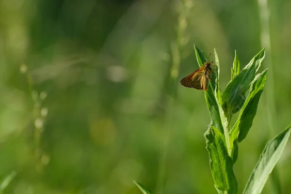 Wielki Skipper Motyl Liściu Naturze Malutka Pomarańczowa Ćma Dziczy — Zdjęcie stockowe