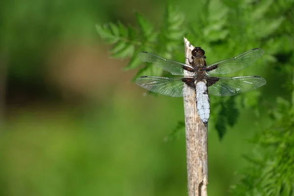 Ευρύ Σώμα Κυνηγός Dragonfly Στην Άγρια Φύση Μακροεντολή Κοντά Ένα — Φωτογραφία Αρχείου