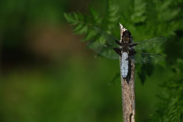 Ευρύ Σώμα Κυνηγός Dragonfly Μακροεντολή Κοντά Ένα Μεγάλο Μπλε Έντομο — Φωτογραφία Αρχείου