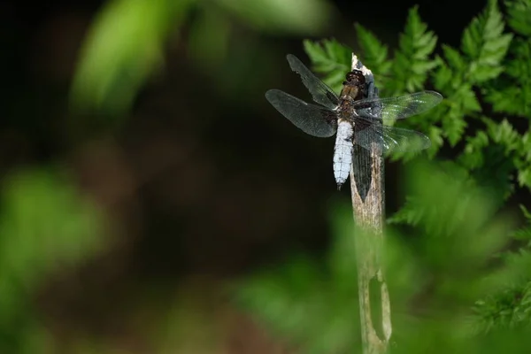 Ευρύ Σώμα Κυνηγός Dragonfly Στη Φύση Κλείστε Επάνω — Φωτογραφία Αρχείου