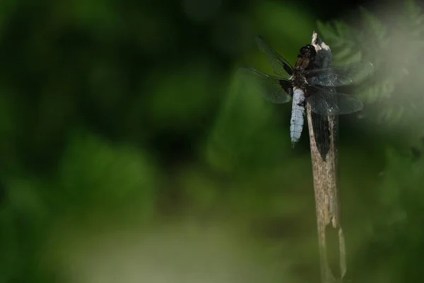 자연계에서 수있는 곤충인 잠자리 — 스톡 사진