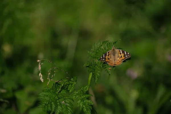 Papillon Dame Peinte Dans Nature Sur Une Feuille Verte Fond — Photo