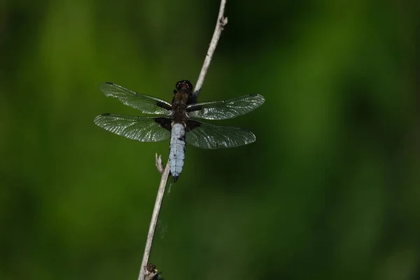 宽体形的猎手蜻蜓靠得很近 大的蓝色蜻蜓在野外飞 — 图库照片