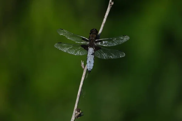 Široké Tělo Honička Vážky Zblízka Přírodě Modrá Vážky — Stock fotografie