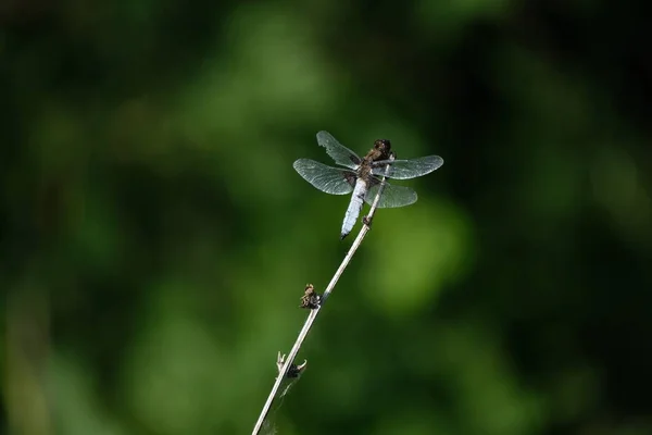 Ευρύ Σώμα Κυνηγός Dragonfly Στη Φύση — Φωτογραφία Αρχείου