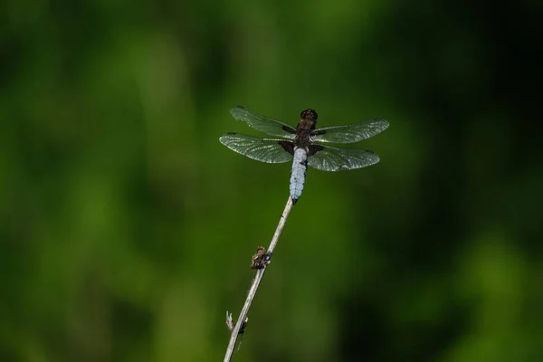 Široké Tělo Honící Vážky Odpočívající Větvi Přírodě — Stock fotografie