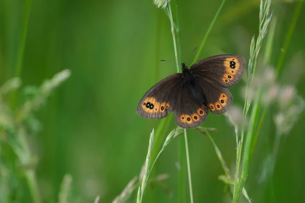 Macro Viski Argus Kelebeğinin Vahşi Kahverengi Kelebeğini Yakın Plan Doğal — Stok fotoğraf