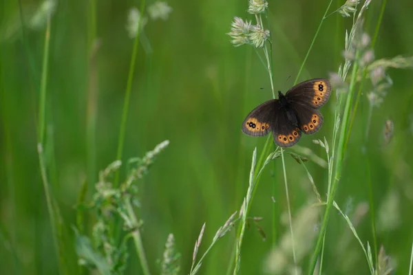 苏格兰人在自然界中讨论蝴蝶 大的褐色蝴蝶 有橙色标记 自然环境 — 图库照片