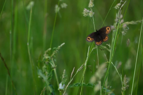 苏格兰威士忌在自然界中的蝴蝶 自然背景 — 图库照片