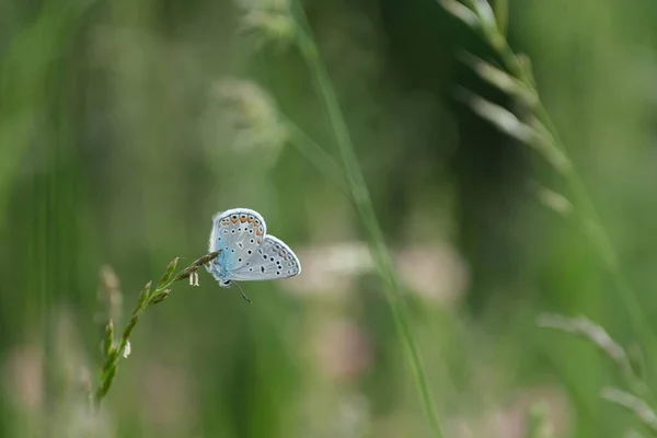 Papillon Bleu Commun Dans Nature Fond Naturel — Photo