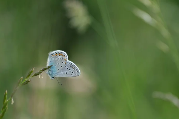 Gros Plan Papillon Bleu Commun Dans Nature Fond Naturel — Photo
