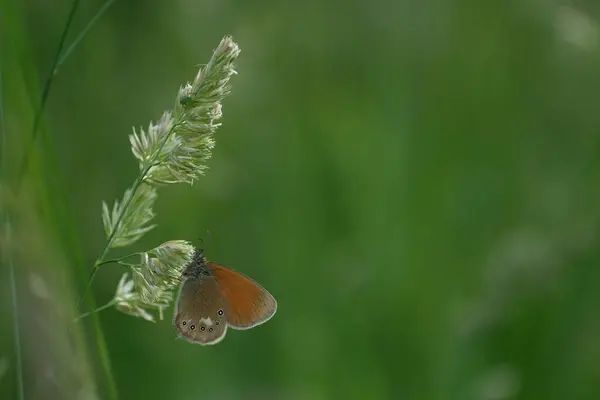 Kasztanowiec Wrzosowisko Motyl Przyrodzie Brązowy Pomarańczowy Motyl Kropkami — Zdjęcie stockowe
