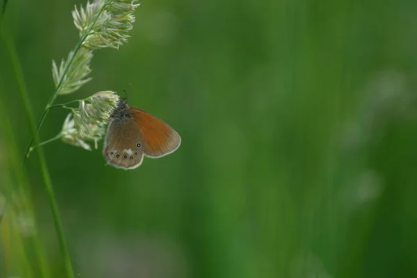 在自然的背景下 靠近一只栖息在植物上的栗树健康蝴蝶 — 图库照片