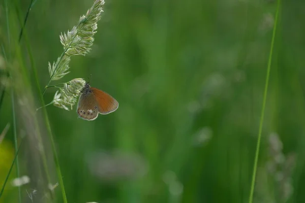 天然植物背景下的栗树草蝶 — 图库照片