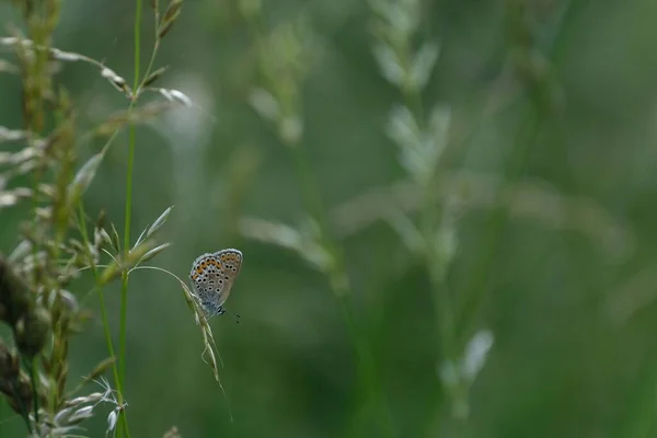 나비가 자연계에서 — 스톡 사진