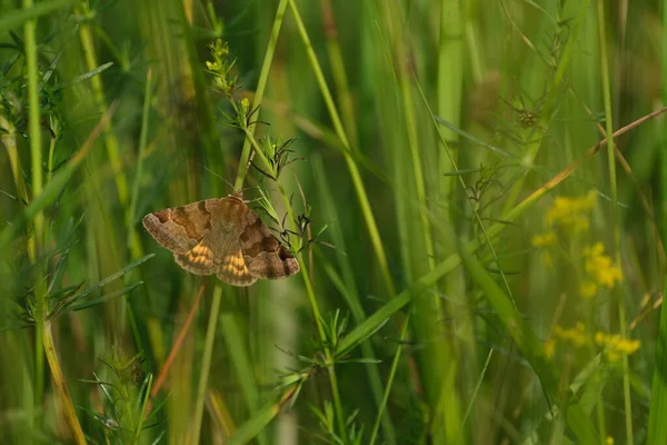 Burnet Companion Moth Large Brown Orange Moth Filed Natural Environment — Stock Photo, Image