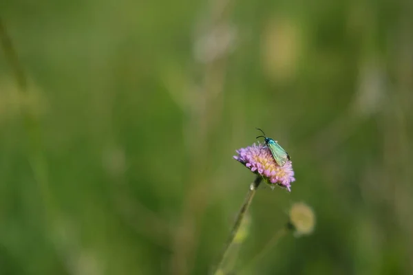 野草の花と森の蛾 自然の中で小さな金属緑の蛾と紫の野花 — ストック写真