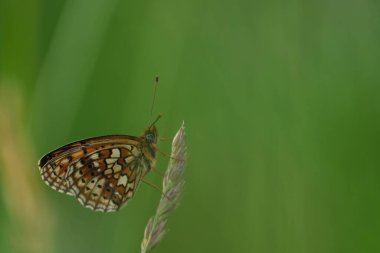 Doğadaki bir bitkinin üzerindeki Fritillary Kelebeği 'nin çevresindeki küçük inci doğal yeşil arkaplanı kapatır.
