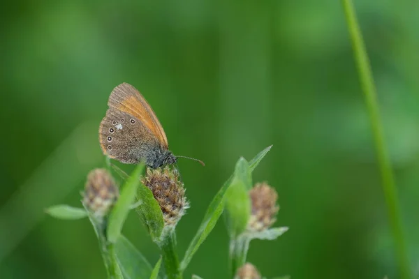 Kasztanowy Wrzosowisko Motyl Zbliżyć Kwiat Przyrodzie Naturalne Tło — Zdjęcie stockowe