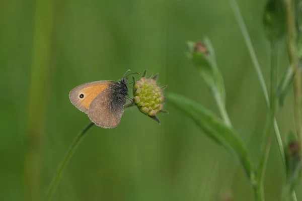 Маленькая Бабочка Цветке Природе Крупным Планом — стоковое фото