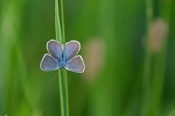 Papillon Bleu Argenté Clouté Sur Brin Herbe Dans Nature Macro — Photo