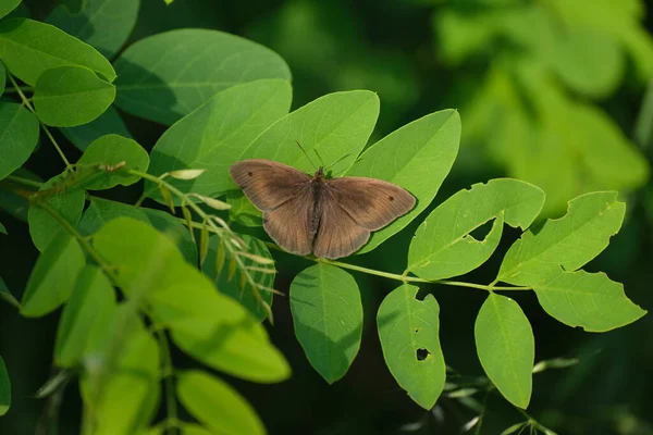Łąka Brązowy Motyl Brązowy Motyl Kropką Górnych Skrzydłach Zbliżenie Motyla — Zdjęcie stockowe