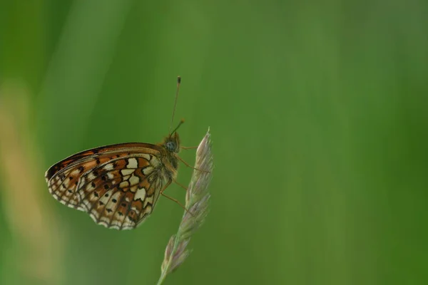 Doğadaki Bir Bitkinin Üzerindeki Fritillary Kelebeği Nin Çevresindeki Küçük Inci — Stok fotoğraf