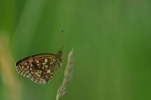Kleine Parel Omrand Fritillaire Vlinder Een Plant Natuur Close Groene — Stockfoto