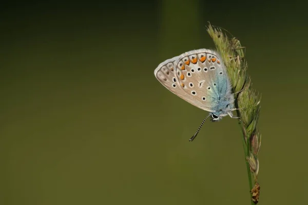 Mariposa Azul Común Pequeña Mariposa Colorida Sobre Una Planta Fondo — Foto de Stock