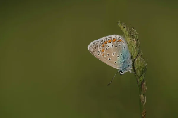 Wspólny Niebieski Motyl Roślinach Przyrodzie Naturalne Brązowe Tło — Zdjęcie stockowe