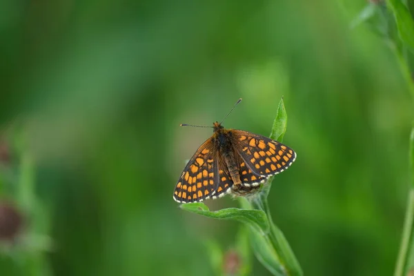 Farfalla Fritillare Heath Natura Una Foglia Verde Nackground Naturale — Foto Stock