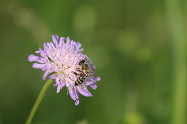Tarladaki huysuz bir arı çalışıyor, nektar topluyor, doğal arka planda görüntüyü kapatıyor.