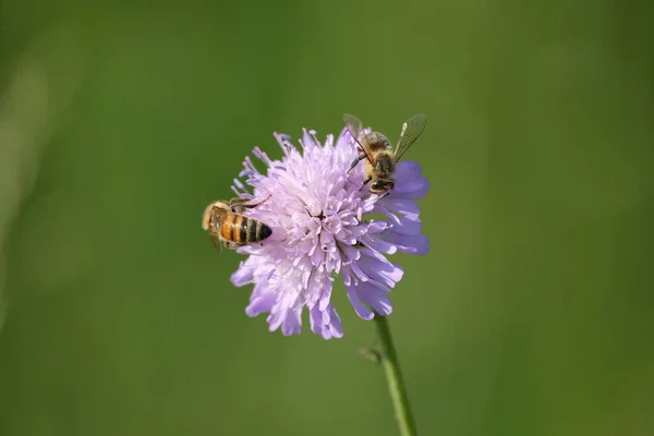 Nahaufnahme Von Zwei Bienen Auf Einem Feld Krätze Blume Ein — Stockfoto