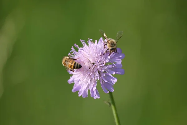Δύο Μέλισσες Ένα Πεδίο Δρεπάνι Λουλούδι Κοντινό Πλάνο Των Μελισσών — Φωτογραφία Αρχείου