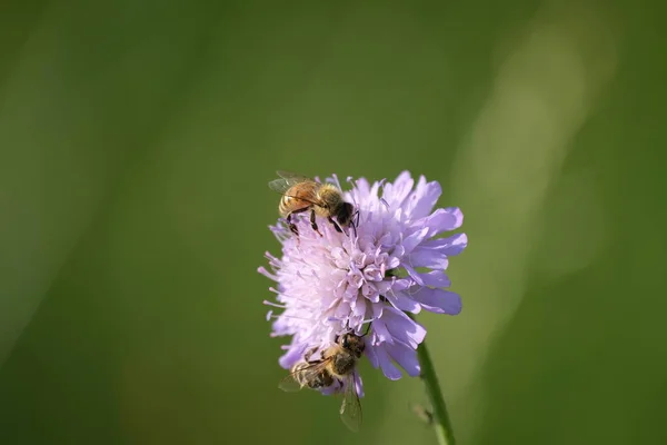 Δύο Μέλισσες Ένα Πεδίο Scabious Λουλούδι Μέλισσα Εργασίας Φυσικό Πράσινο — Φωτογραφία Αρχείου