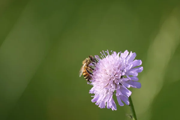 Nahaufnahme Einer Biene Auf Einem Feld Krätze Blume Der Natur — Stockfoto