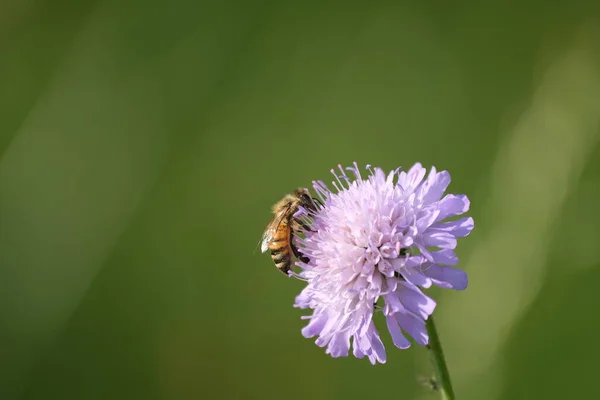Bee Ett Fält Scabious Blomma Arbetar Vild Blomma Naturlig Miljö — Stockfoto