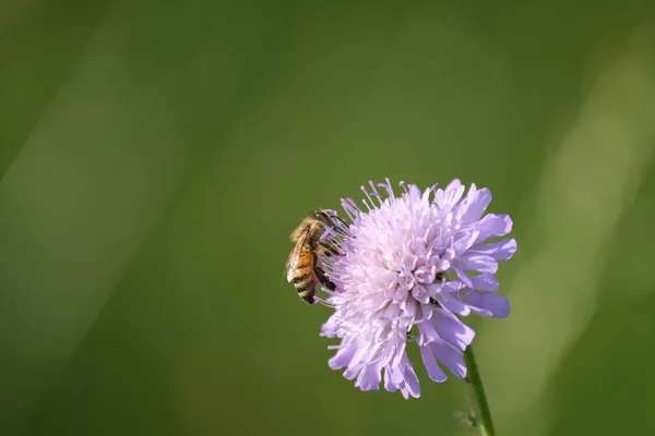 Biene Auf Einem Feld Krätze Blume Nahaufnahme Einer Biene Beim — Stockfoto