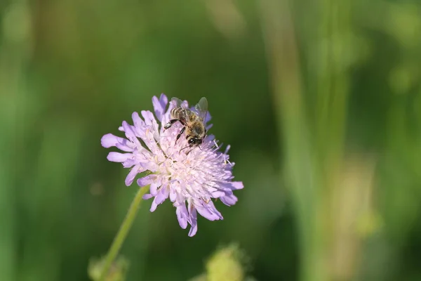 Μέλισσα Ένα Πεδίο Scabious Λουλούδι Στη Φύση Επικονίαση Και Συλλογή — Φωτογραφία Αρχείου