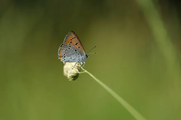 大自然中一只巨大的铜蝴蝶的近景 自然背景 — 图库照片