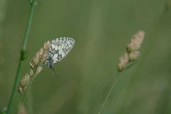 Papillon Noir Blanc Blanc Marbré Dans Nature — Photo