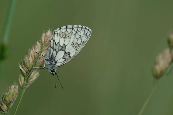 Macro Gros Plan Papillon Blanc Marbré Dans Nature — Photo