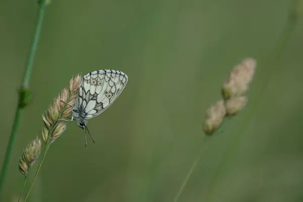 Papillon Blanc Marbré Dans Nature Sur Une Plante Gros Plan — Photo