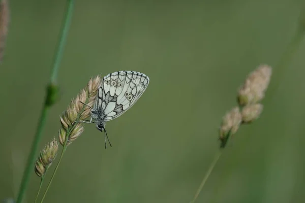 Papillon Blanc Marbré Dans Nature Papillon Noir Blanc Dans Nature — Photo