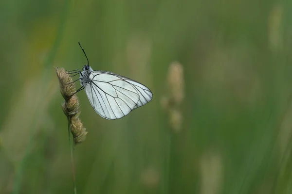 植物の自然な背景の上に黒い翼の白い蝶を閉じます — ストック写真