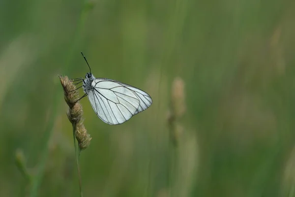 Czarny Żyłka Biały Motyl Przyrodzie Środowisko Naturalne — Zdjęcie stockowe