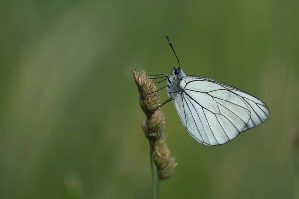 黒の翼の白い蝶 自然の中で白い蝶のクローズアップ 前景に焦点を当て 緑の自然な背景 — ストック写真