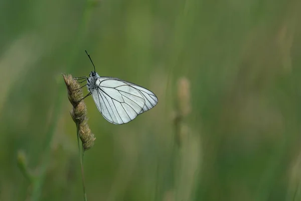 野生の白蝶 植物の上に休んで白い蝶 自然の背景に黒ブドウ — ストック写真